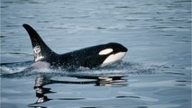 Mysteriöse Entdeckung: Forscher beobachten potentielle neue Orca-Population im Pazifik