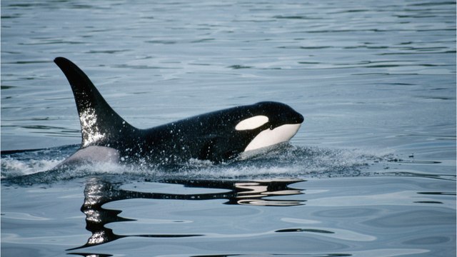 Mysteriöse Entdeckung: Forscher beobachten potentielle neue Orca-Population im Pazifik