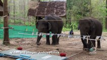 Dos elefantes se ayudan entre sí