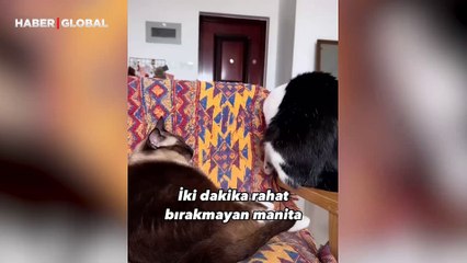 Eşini asla rahat bırakmayan dişi kedi kahkahaya boğdu
