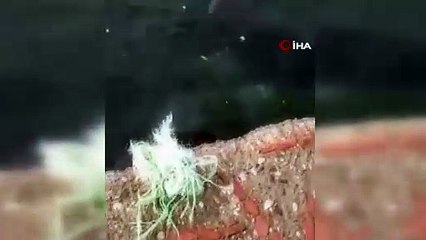 Sinop’ta su samuru yüzerken böyle görüntülendi