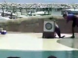 Foca conoce algunos movimientos de breakdance