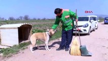 Şefkatli belediye çalışanı süpürgeyle köpeği önce kaşıdı, sonra sevdi