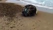 Extraño huevo a orillas de la playa
