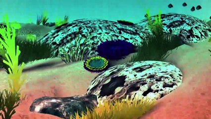 Videografik: Das Great Barrier Reef