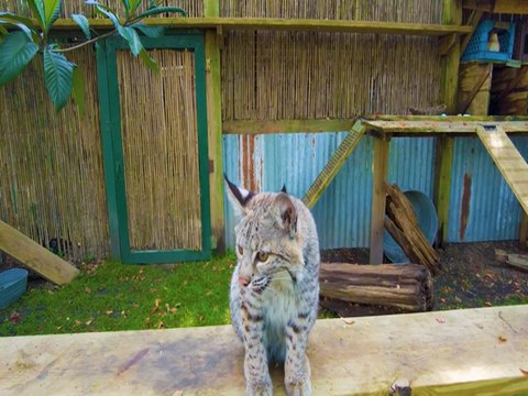 I dolci cuccioli di lince rossa se ne vanno a spasso per lo zoo