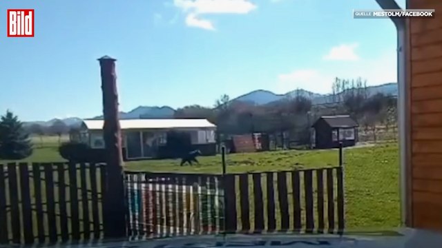 Şehre inen ayı panik yarattı