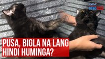 Pusa, bigla na lang hindi huminga? | GMA Integrated Newsfeed