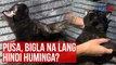 Pusa, bigla na lang hindi huminga? | GMA Integrated Newsfeed