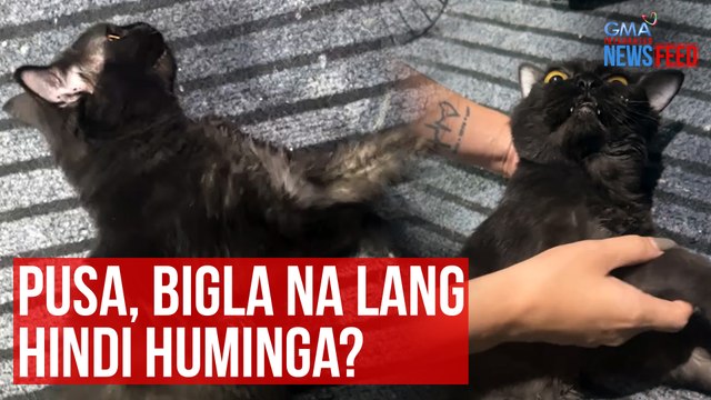 Pusa, bigla na lang hindi huminga? | GMA Integrated Newsfeed