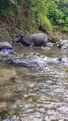Kalabaw ng aming kapitbahay