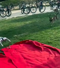 مقطع يوثق مواجهة مثيرة للاهتمام بين كلب حي وآخر آلي