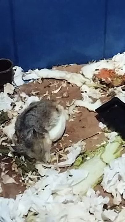 hamstie
