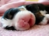 perrito recien nacido
