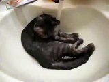 Gato bañandose en el Baño