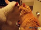 Gato y corderito juegan juntos