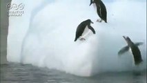 Los pingüinos de arriba a abajo de Iceberg