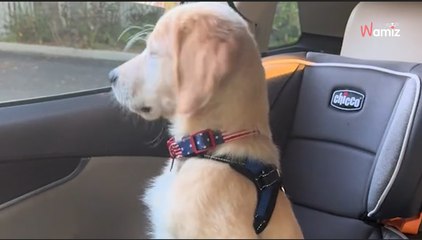 Golden retriever wita po lekcjach swojego małego opiekuna: ich radość porusza 1,8 mln serc (video)