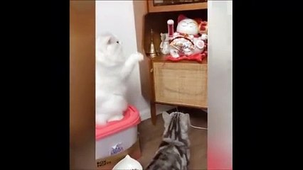 Funny Animal Funny little animals cut