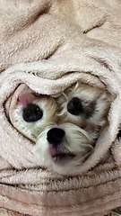 Three Dog Noses Under a Blanket