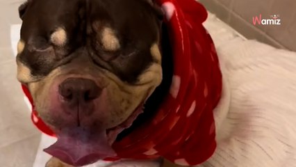 Une famille veut euthanasier son chien pour cause de déménagement : le vétérinaire a une réaction exemplaire