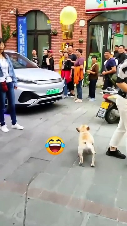 happy dog