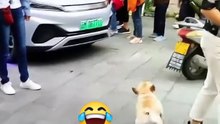 happy dog
