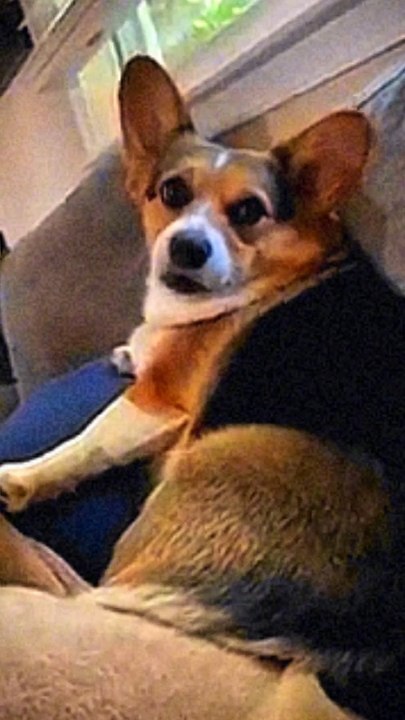 Cute dogs video 36