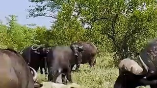 Herd Of Buffaloes Tramples Old Male Lion In Epic Battle