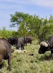 Herd Of Buffaloes Tramples Old Male Lion In Epic Battle