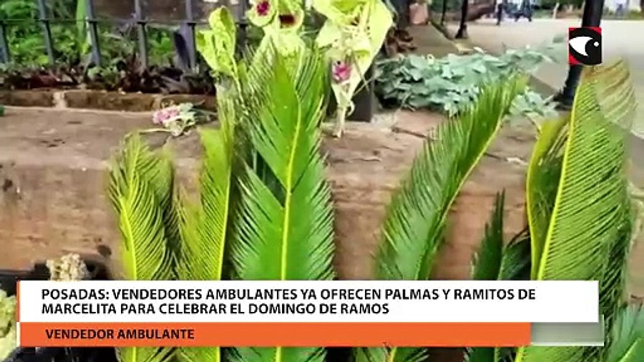 Posadas: Vendedores ambulantes ya ofrecen palmas y ramitos de marcelita para celebrar el Domingo de Ramos