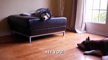 Two Dogs Get Into A Heated (Subtitled) Argument