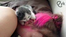 Gatito mordisqueando las orejas