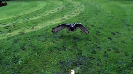 Owl Landing In Super Slow Motion