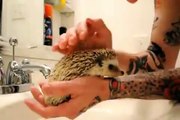 Hedgehog Bath Time