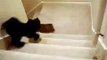 Corgi Puppy Needs Help Going Up Stairs