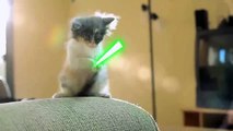 Lindos Jedi Gatitos