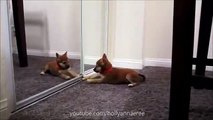 EEVEE vs. MIRROR - My Cute Shiba Inu Puppy Playing