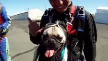 Perro saltando en Paracaidas