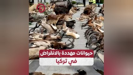 حيوانات مهددة بالانقراض في تركيا