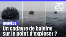 Norvège : Les images impressionnantes du cadavre d’une baleine sur le point d’exploser #shorts