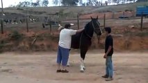 Tonto intentado montar un caballo
