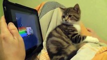 Kitten watching Nyan Cat