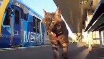 Gato espera a su dueña en la estación todos los dias