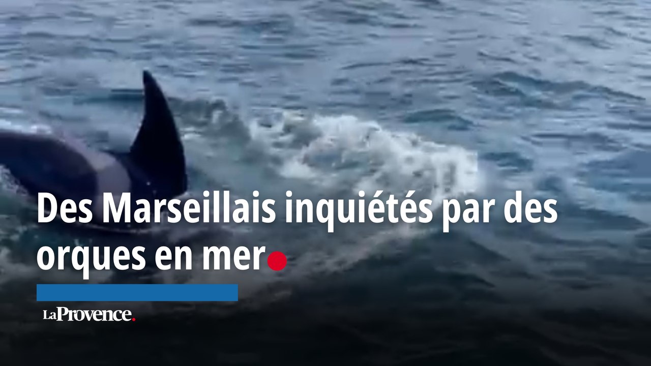 Des Marseillais inquiétés par des orques en pleine mer