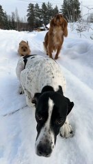Patient Dogs Wait Like Statues