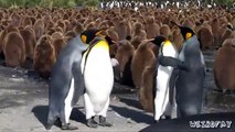 Pelea de cachetadas entre pingüinos
