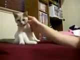 Lindo gatito cruza las patas