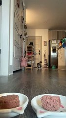 Two Cats Come In Racing for Dinner