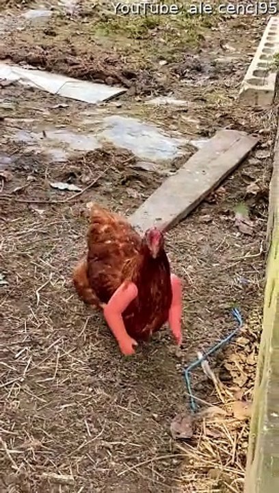 Hen Sports New Appendages